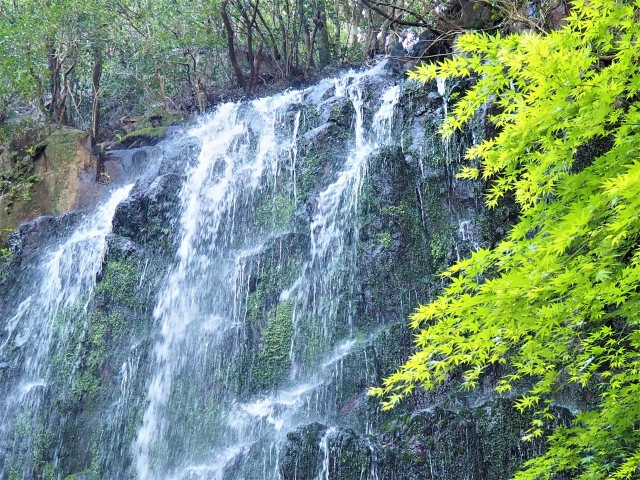 都農町の人口9,297人、静かになったのは風のせいか、人のせいか🍃👣
